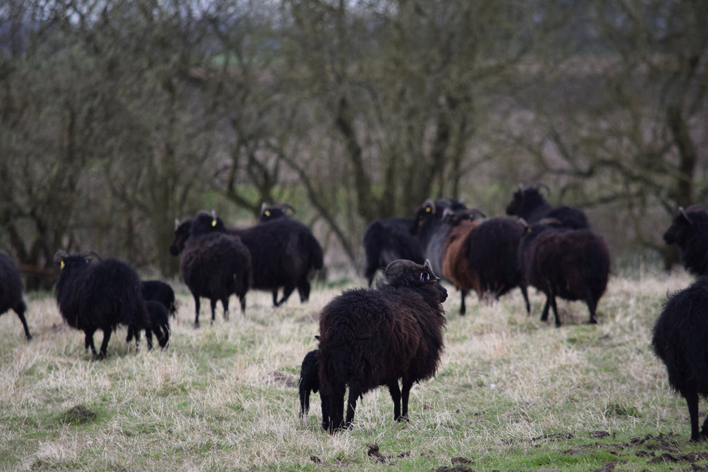 Hebridean Wool Tweed Cloth -undyed