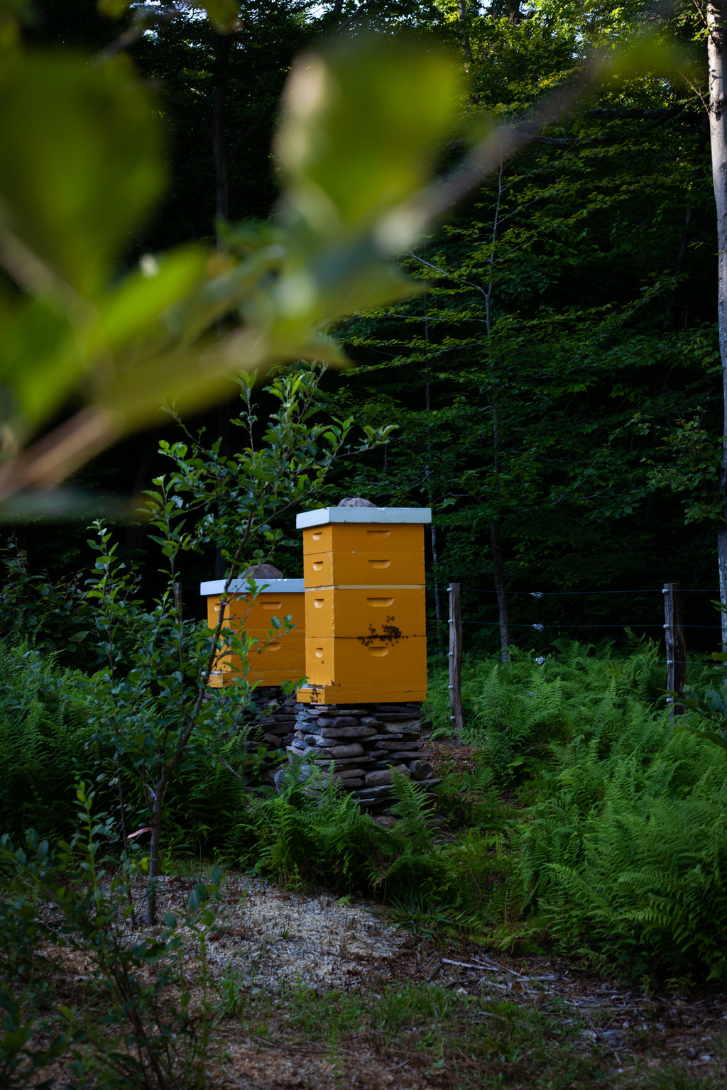 Hannah's Honey