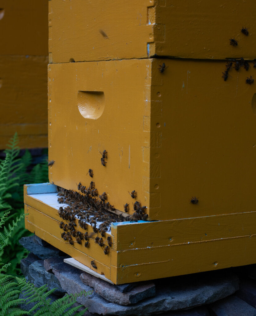 Hannah's Honey